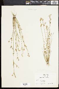 Juncus brevicaudatus image