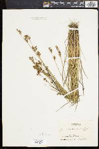 Juncus brevicaudatus image