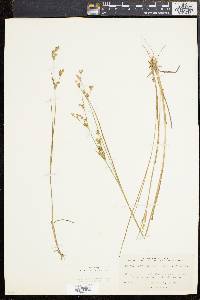 Juncus brevicaudatus image