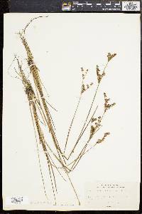 Juncus brevicaudatus image