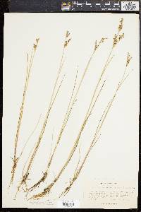 Juncus brevicaudatus image