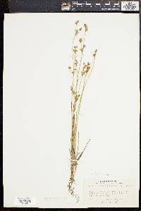 Juncus brevicaudatus image