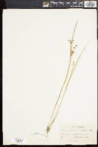 Juncus brevicaudatus image