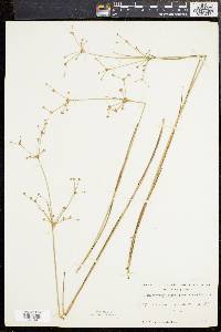 Juncus brevicaudatus image