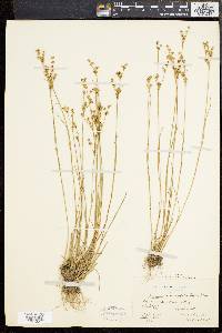 Juncus brevicaudatus image