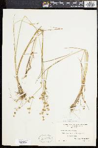 Juncus brevicaudatus image