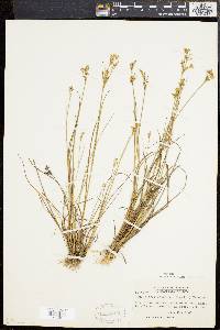 Juncus brevicaudatus image