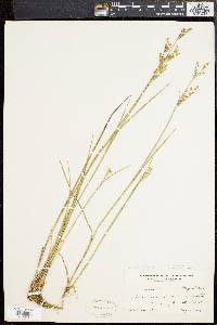 Juncus brevicaudatus image