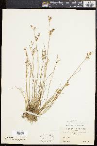 Juncus brevicaudatus image