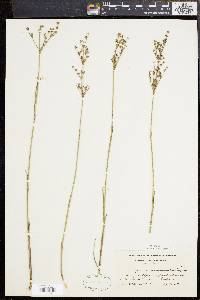 Juncus brevicaudatus image