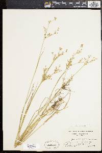 Juncus brevicaudatus image