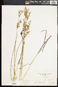 Juncus brevicaudatus image