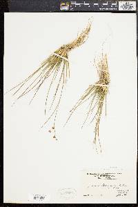 Juncus brevicaudatus image