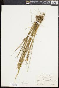 Juncus brevicaudatus image