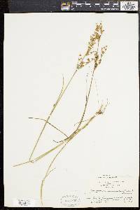 Juncus brevicaudatus image