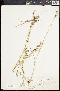 Juncus brevicaudatus image