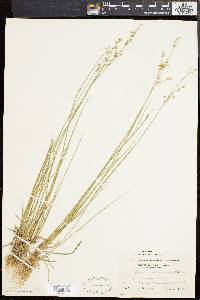 Juncus brevicaudatus image