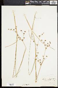 Juncus brevicaudatus image