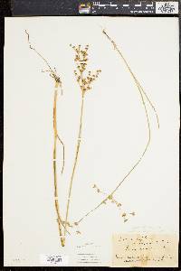 Juncus brevicaudatus image