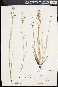 Juncus brevicaudatus image