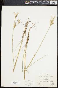 Juncus brevicaudatus image