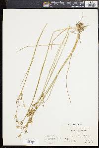 Juncus brevicaudatus image