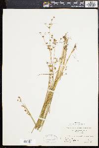 Juncus brevicaudatus image