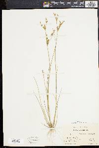 Juncus brevicaudatus image