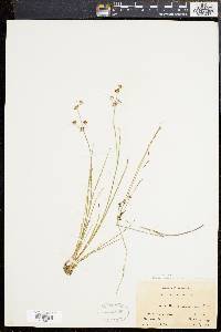 Juncus brevicaudatus image