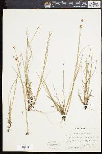 Juncus brevicaudatus image