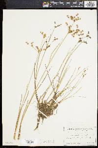 Juncus brevicaudatus image