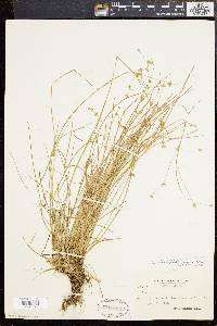 Juncus brevicaudatus image