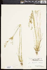 Juncus brevicaudatus image