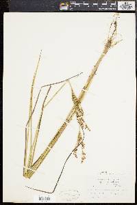 Juncus brevicaudatus image