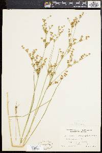 Juncus brevicaudatus image