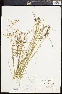 Juncus brevicaudatus image