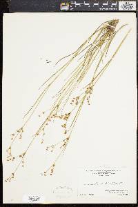 Juncus brevicaudatus image