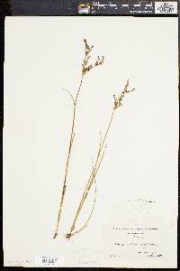 Juncus brevicaudatus image