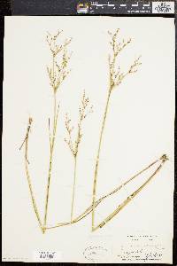 Juncus brevicaudatus image