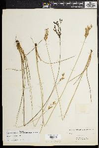 Juncus dichotomus image