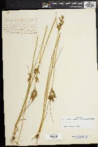 Juncus dichotomus image