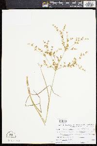 Juncus diffusissimus image