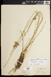 Juncus effusus var. pylaei image