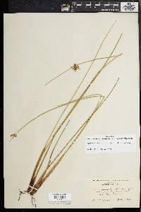 Juncus effusus var. solutus image