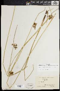 Juncus effusus var. solutus image