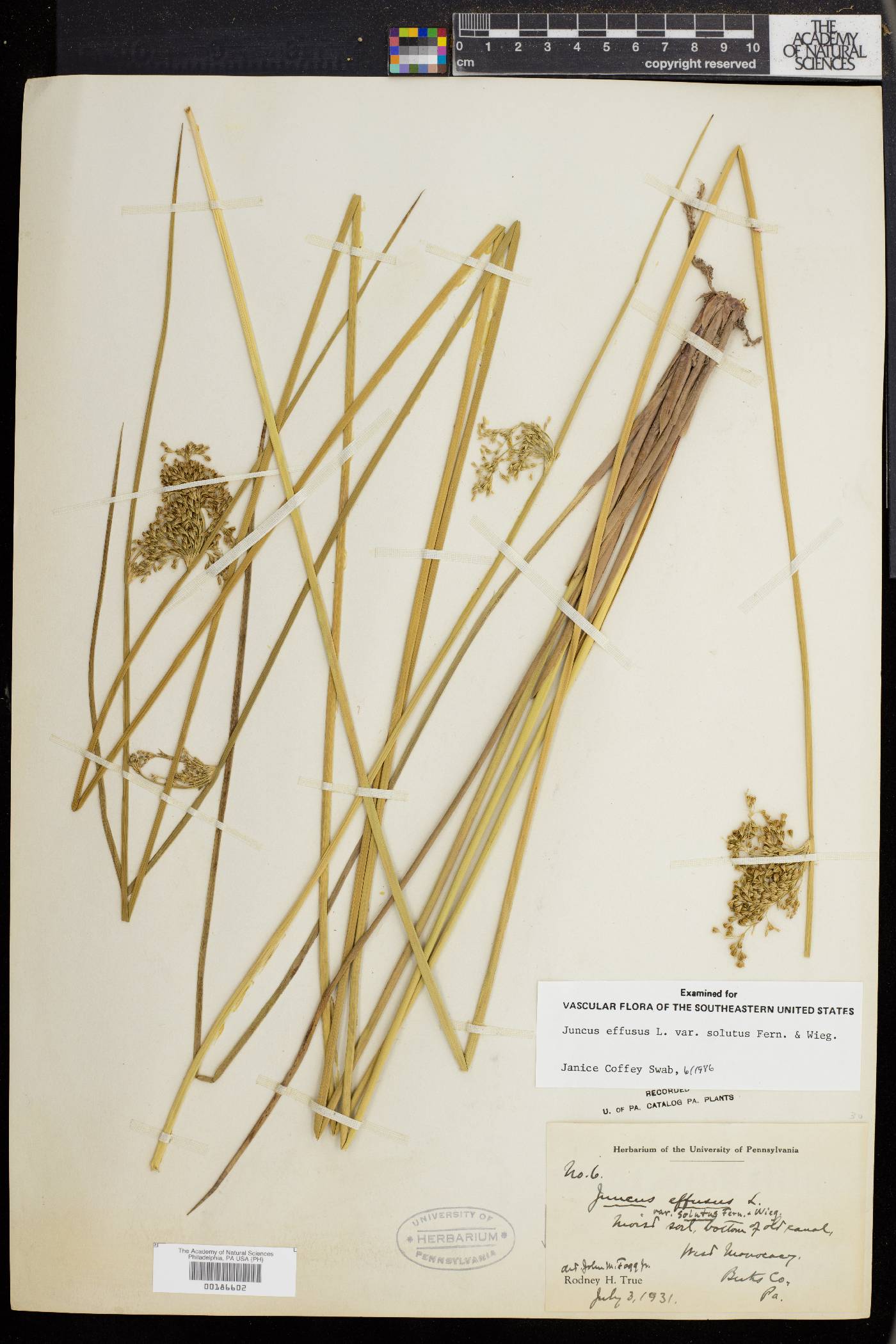 Juncus effusus var. solutus image