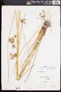 Juncus effusus var. solutus image