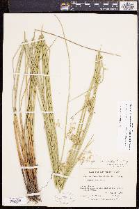 Juncus effusus var. solutus image