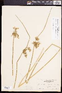 Juncus effusus var. solutus image