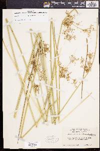 Juncus effusus var. solutus image